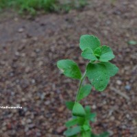 Stevia rebaudiana (Bertoni) Bertoni